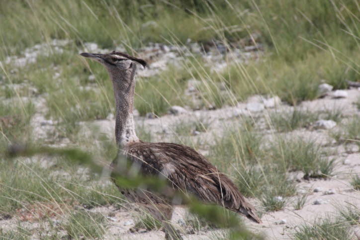 Riesentrappe in der Etochapfanne 