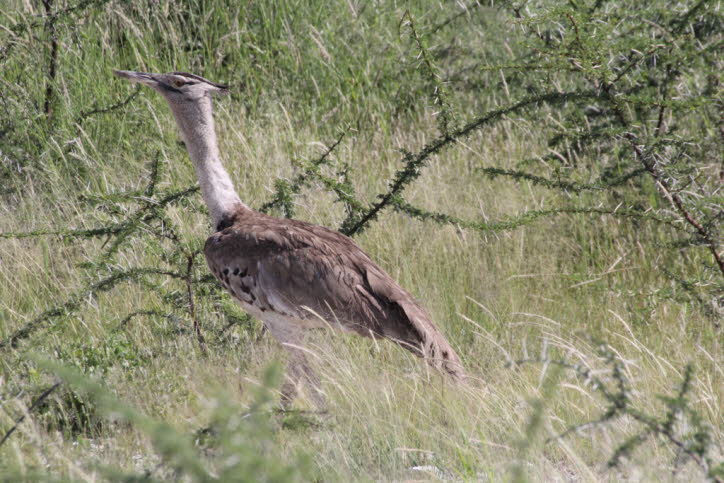 Riesentrappe in der Etochapfanne 