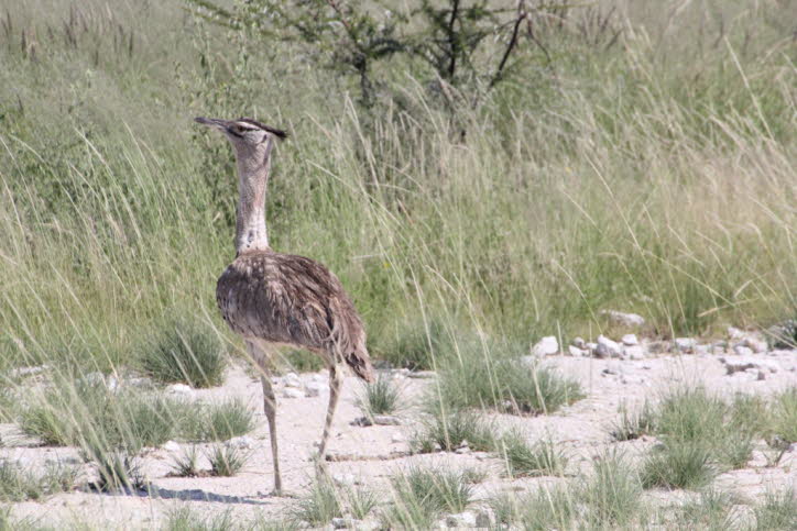 Riesentrappe in der Etochapfanne 