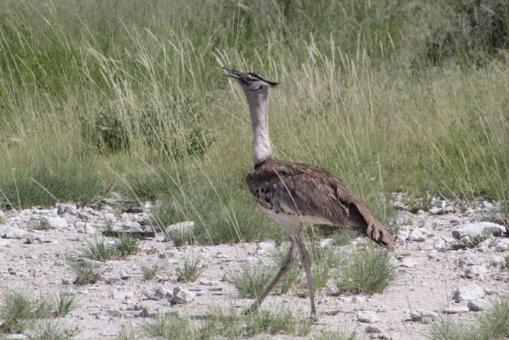 Riesentrappe in der Etochapfanne