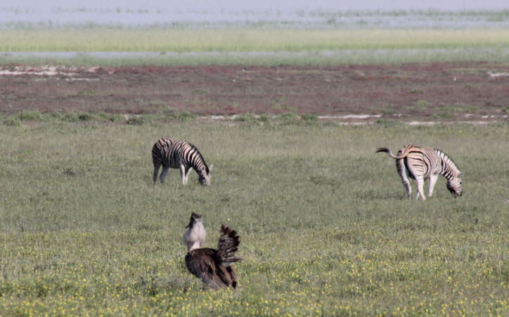 Riesentrappe in der Etoshapfanne
