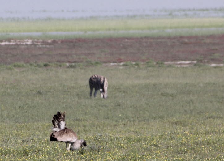 Riesentrappe in der Etoshapfanne