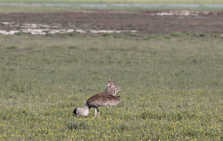 Riesentrappe in der Etochapfanne 2 (5)