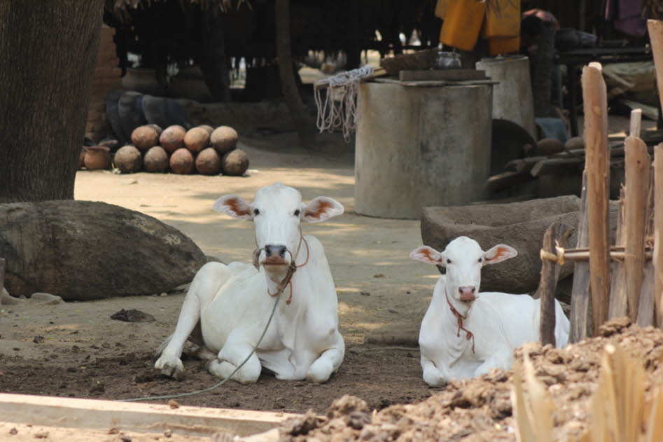 Rinder bei  Bagan