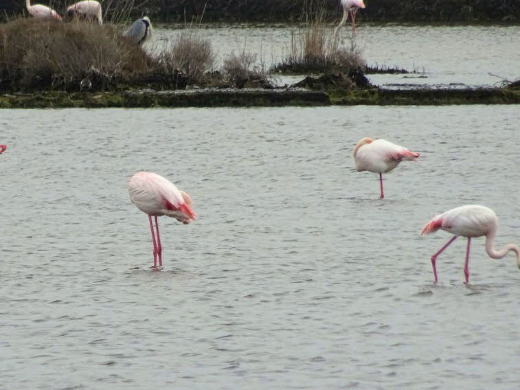 Der Rosaflamingo (Phoenicopterus roseus) gehört zur Familie der Flamingos (Phoenicopteridae). Er ist in Teilen von Afrika, Asien und Südeuropa anzutreffen. Rosaflamingos legen ihre Nester in dichten Kolonien auf flachen Inseln an ausgedehnten, flachen, sc