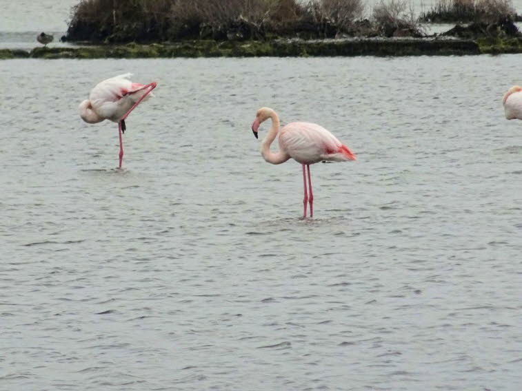 Der Rosaflamingo (Phoenicopterus roseus) gehört zur Familie der Flamingos (Phoenicopteridae). Er ist in Teilen von Afrika, Asien und Südeuropa anzutreffen. Rosaflamingos legen ihre Nester in dichten Kolonien auf flachen Inseln an ausgedehnten, flachen, sc