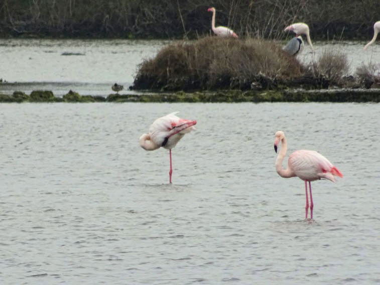 Rosaflamingos. Die Flamingos (Phoenicopteridae) bilden die einzige Familie der Ordnung Phoenicopteriformes. Sie sind in Süd-, Mittel- und Nordamerika sowie in Europa, Afrika und Südwestasien anzutreffen. Nur der Rosaflamingo ist ein Vertreter der Ordnung,