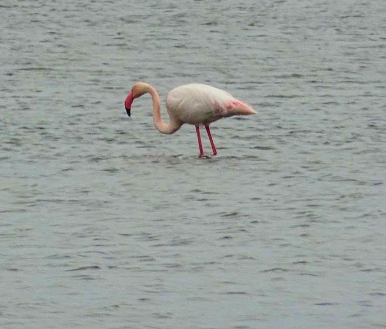 Rosaflamingos auf Mallorca: Je nach Auffassung werden Flamingos in der Wissenschaft als fünf oder sechs Arten kategorisiert. Sie weisen ein mehr oder weniger intensiv rosafarbenes Gefieder sowie einen hochspezialisierten Schnabel und Zungenapparat auf. Di