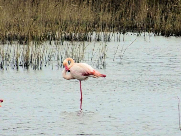 Rosaflamingos auf Mallorca: Alle Arten von Flamingos weisen große Ähnlichkeiten auf. Sie besitzen einen langen Hals und lange, dünne Beine sowie ein rosa Gefieder. Flamingos erreichen im aufrechten Stand eine Höhe von 90 bis 155 cm. Der Geschlechtsdimorph