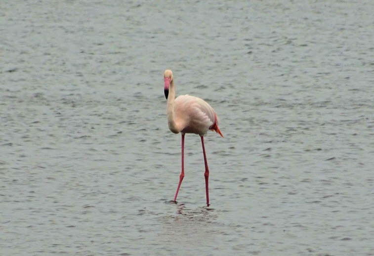 Rosaflamingos auf Mallorca