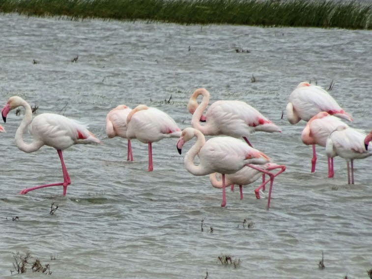 Rosaflamingos im Seebecken in Van  in der Türkei
