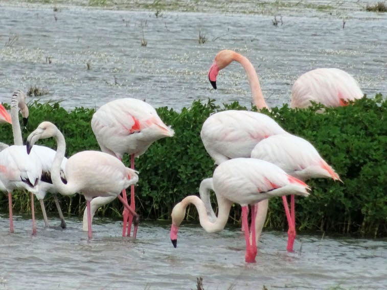 Rosaflamingos im Seebecken in Van  in der Türkei: Der Rosaflamingo, mit einer durchschnittlichen Höhe von 120–140 cm (wobei die Beine allein 40–50 cm ausmachen), ist die größte Flamingoart. Im Durchschnitt sind Männchen etwas größer und schwerer als Weibc