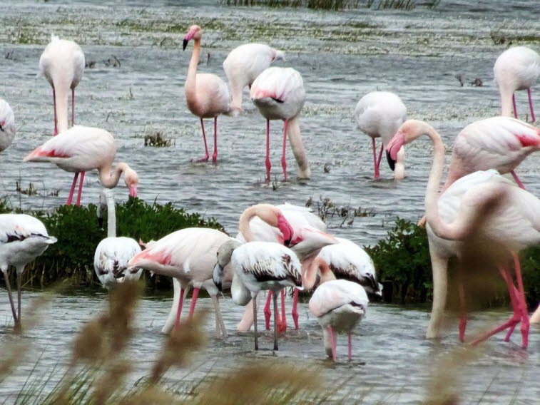 Rosaflamingos im Seebecken in Van  in der Türkei 