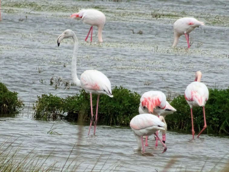 Rosaflamingos im Seebecken in Van  in der Türkei:Die Trupps von Rosaflamingos sind meist in Salinen anzutreffen, was das Fotografieren erschwert. Die Fluchtdistanz betrug stets mindestens 500 Meter. Selbst das kaum hörbare Klicken des Auslösers trägt letz
