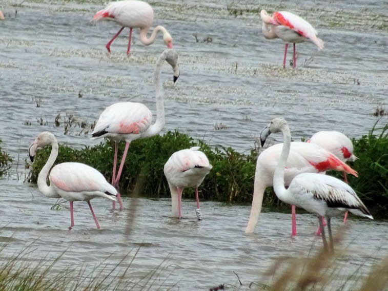 Rosaflamingos im Seebecken in Van  in der Türkei :Rosaflamingos sind tagsüber aktiv und fressen während des Tages. Als Bodenfresser sind sie auf niedrige Wasserstände angewiesen und wandern in neue Gebiete, um geeignete Nahrungsbedingungen zu finden. Sie 
