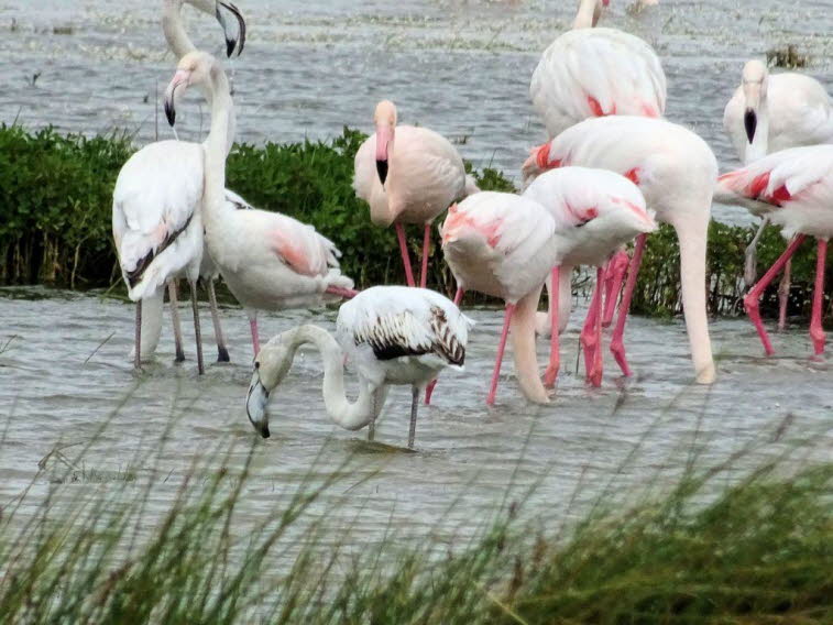 Rosaflamingos im Seebecken in Van  in der Türkei 