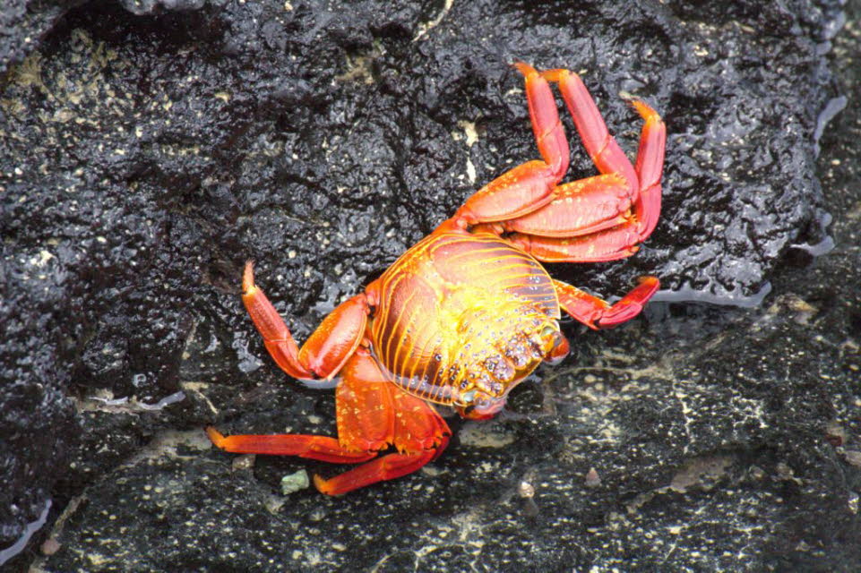 Diese Krabbe lebt zwischen den Felsen am oft turbulenten, windigen Ufer, knapp über der Grenze des Meeressprays. Sie ernährt sich in erster Linie von Algen, manchmal werden andere Pflanzenundundtiere und tote Tiere entnommen. Es ist eine agile Krabbe, dieß