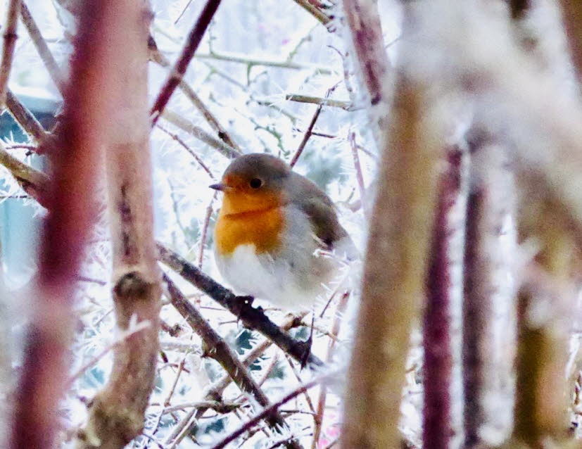 Rotkehlchen: Es gibt  in Deutschland ca. drei Millionen Brutpaare. Wegen seines Erscheinungsbilds, seiner oft geringen Fluchtdistanz und wegen seiner Häufigkeit ist das Rotkehlchen wohl Deutschlands beliebtester Singvogel. Das Rotkehlchen wird in der RoteN
