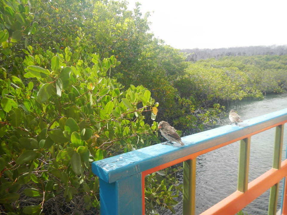 Santa Cruz Galapagos Darwinfink 