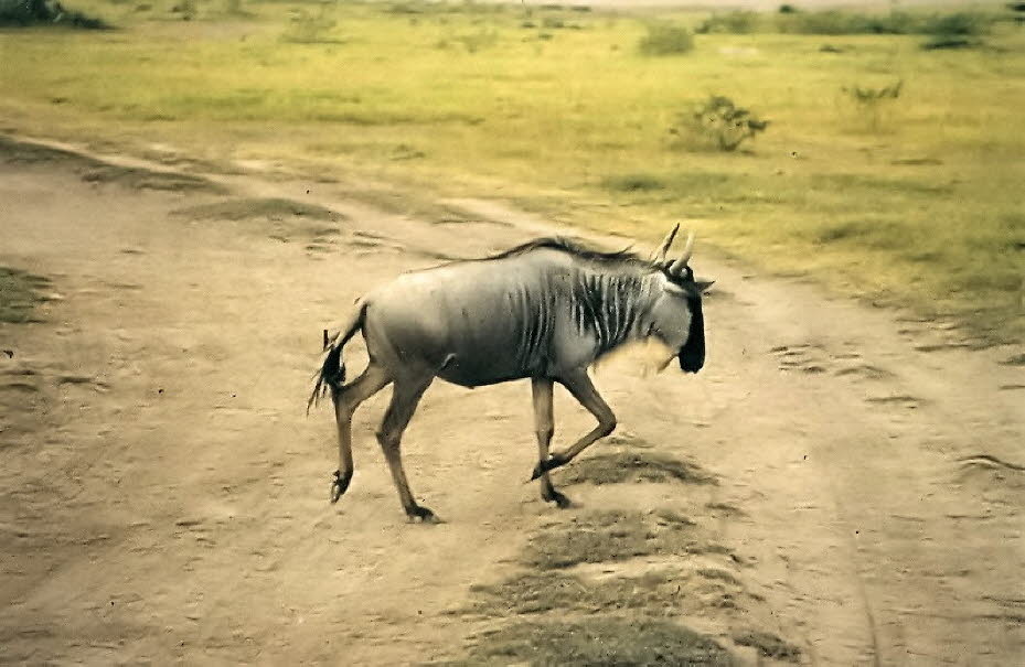 Gnu: Die große Wanderung der Gnu-Herden in Kenia und Tansania, auch „Great Migration“ genannt, ist ein beeindruckendes Naturschauspiel.