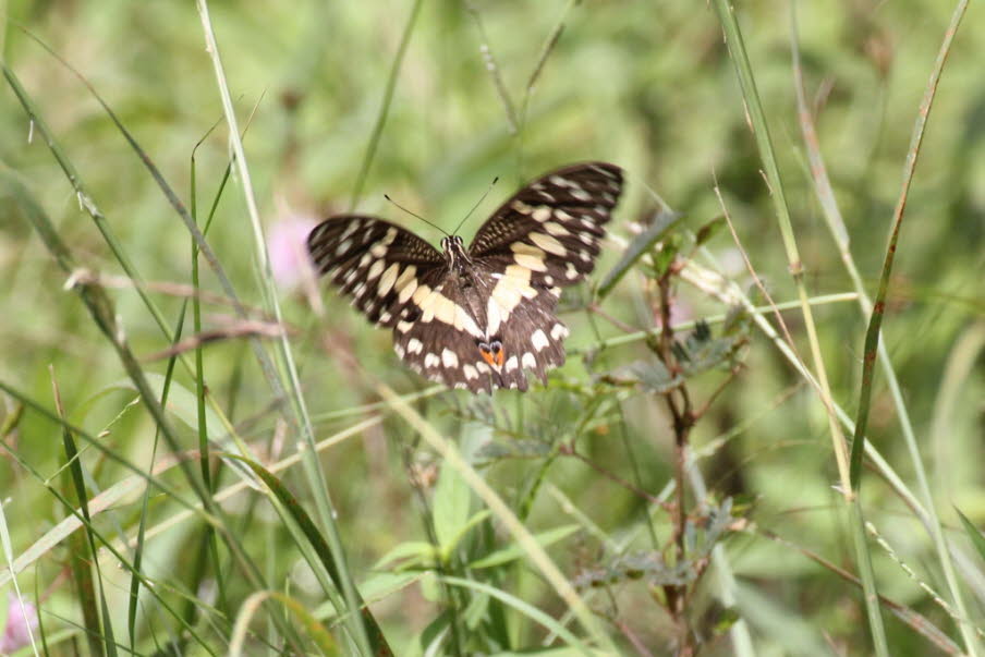 Der Schmetterling auf dem Bild ist ein Karierter Schwalbenschwanz (Papilio demoleus) zu sein, der auch als Limettenfalter oder Citrus-Schwalbenschwanz bekannt ist. 