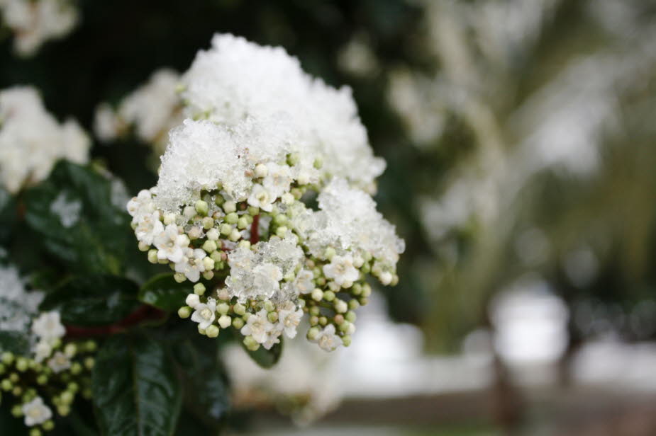 Schnee in Palma de Mallorca 2012 