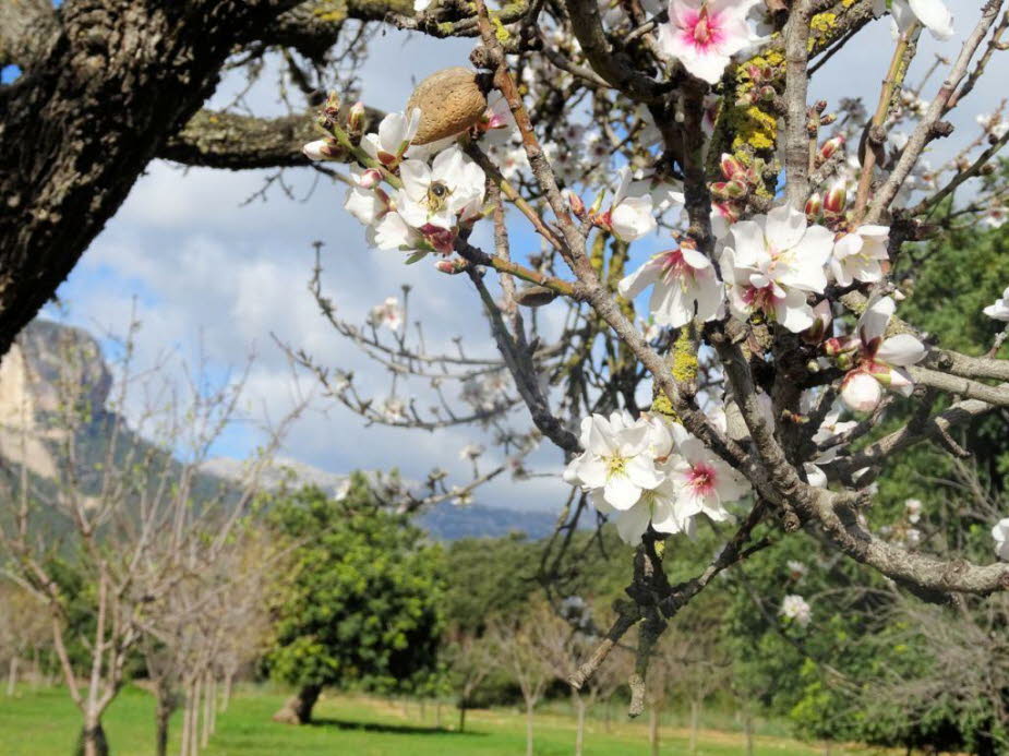 Schnee und Mandelblüte