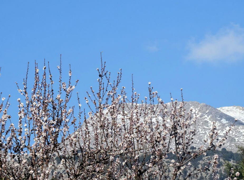 Schnee und Mandelblüte auf Mallorca