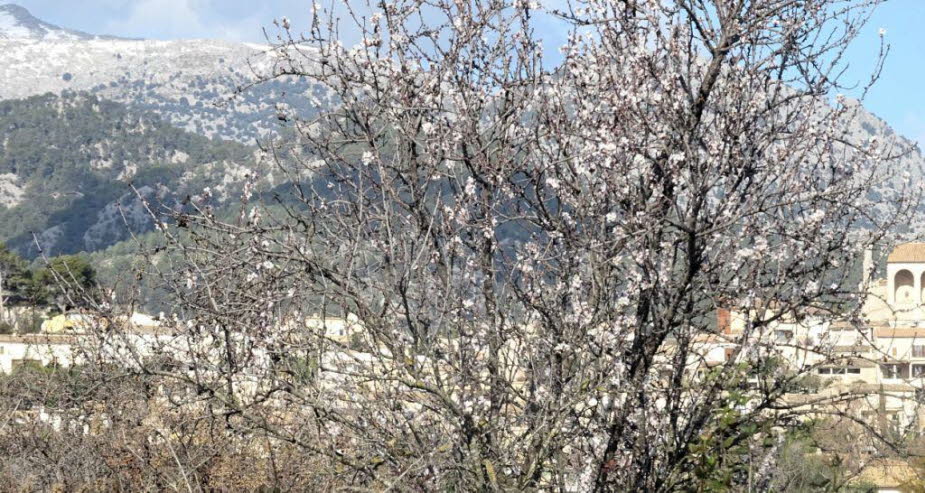 Schnee und Mandelblüte auf Mallorca 