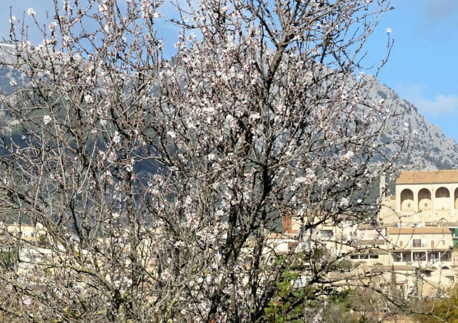 Schnee und Mandelblüte auf Mallorca