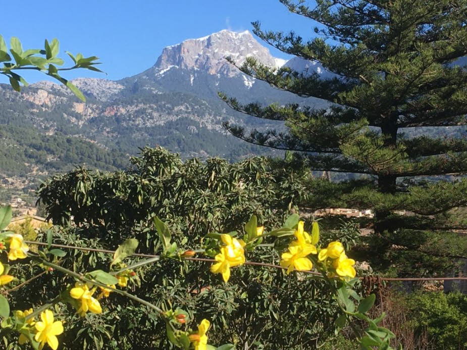 Schnee und Mandelblüte auf Mallorca