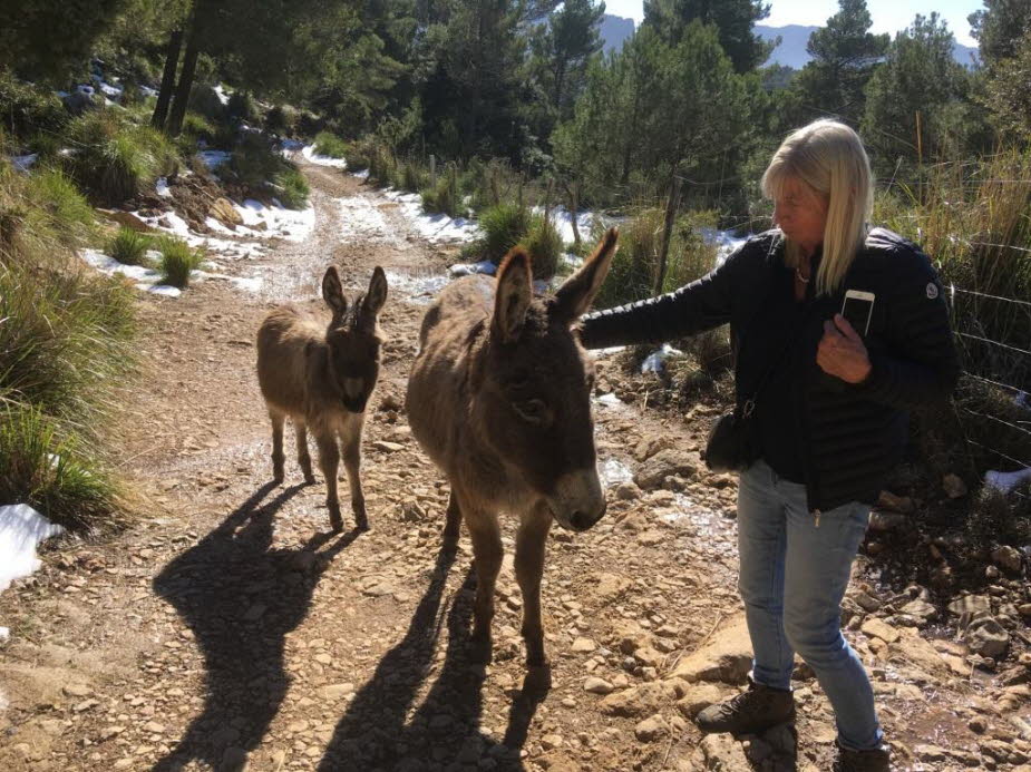 Schnee und Mandelblüte auf Mallorca 