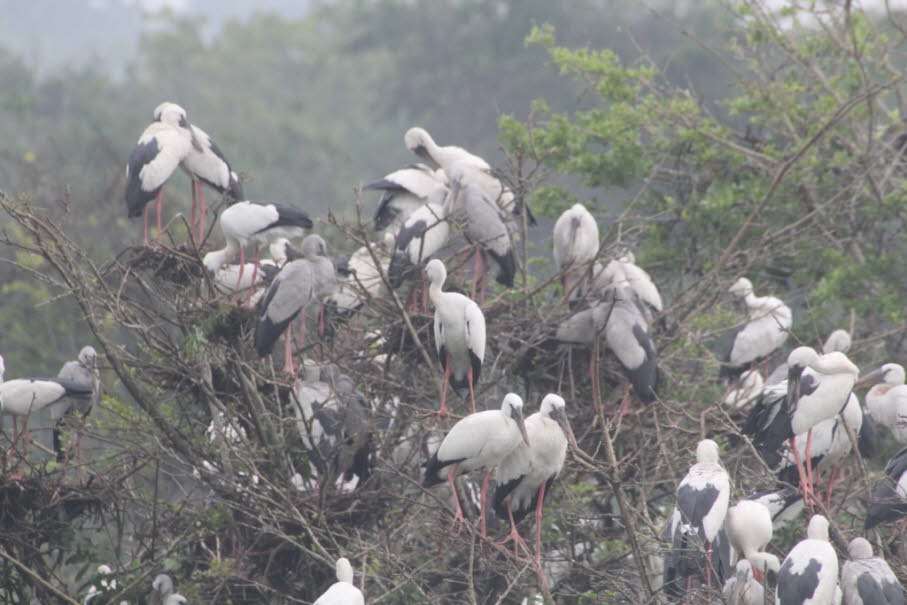 Der Wollhalsstorch (\(Ciconia~episcopus\)) ist ein schwarz-weißer Vogel, der in tropischen Regionen Afrikas, Süd- und Südostasiens vorkommt. Er ist an seinem auffälligen, weichen Hals zu erkennen und bewohnt Feuchtgebiete und Sumpfgebiete, wo er sich von 