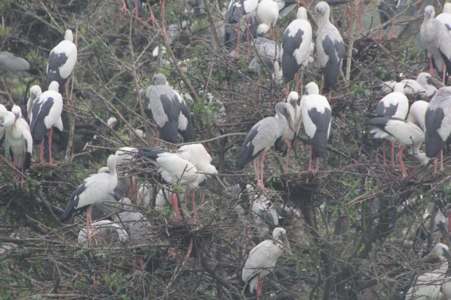 Der Storch hat glänzend schwarze Flügel und Körper, wobei seine Halsfedern auffällig weiß und wollig sind.