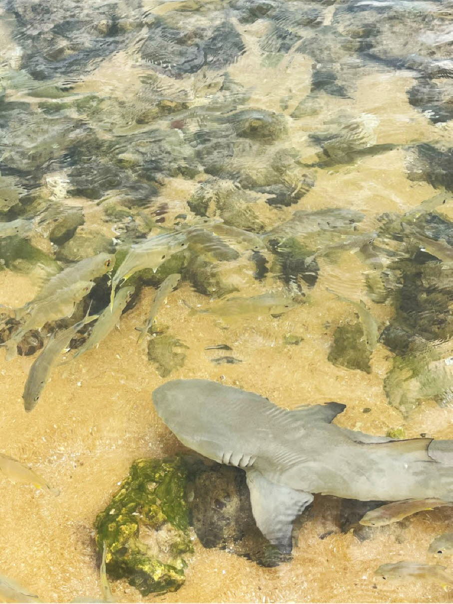 Schwarzspitzenriffhai: Ökologische und ethische Aspekte:Überfischung: Viele Haiarten sind durch gezielte Jagd und Beifang stark bedroht. Der Verzehr trägt direkt zum Rückgang der Bestände bei. Ökosystem-Balance: Haie sind Spitzenprädatoren. Ihr Rückgang d