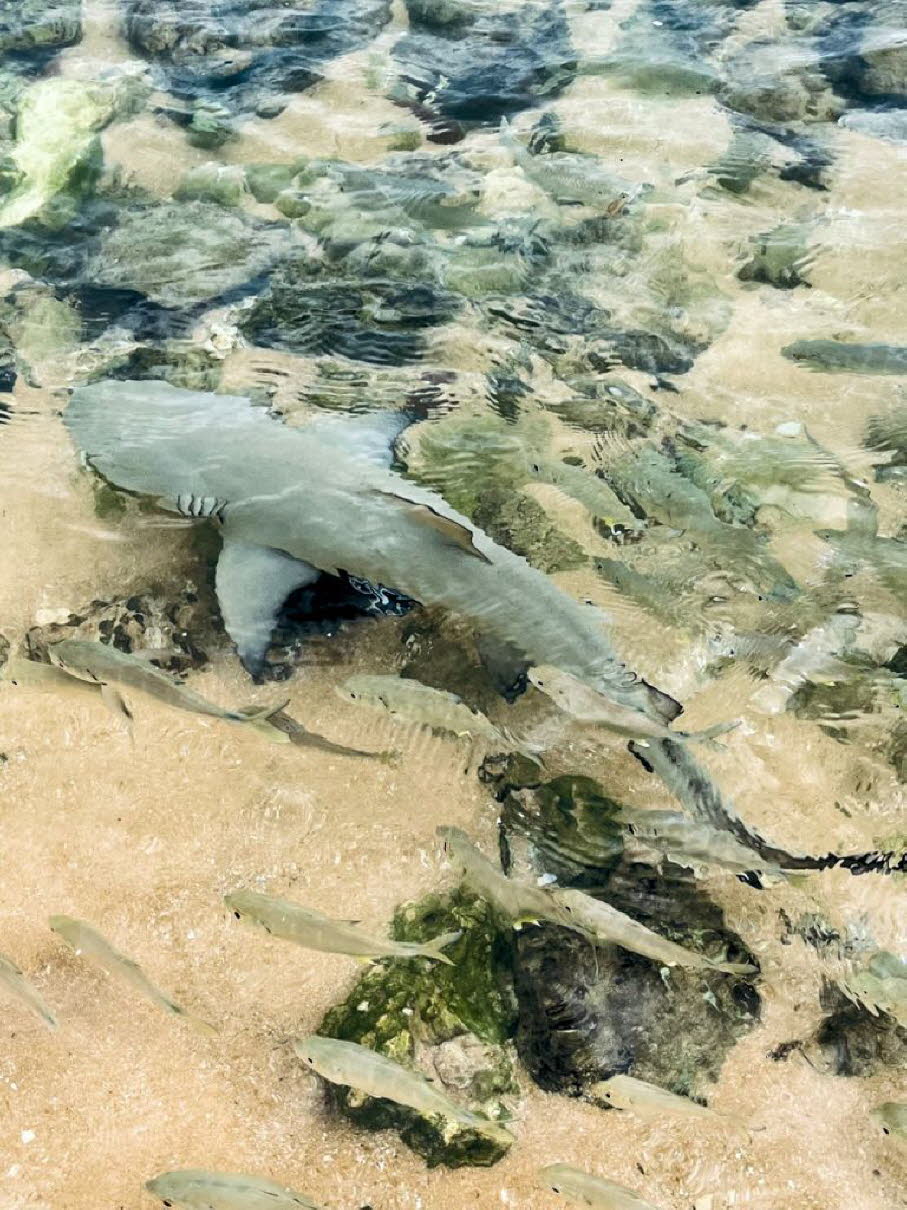 Schwarzspitzenriffhai : Gesundheitliche Risiken: Hoher Quecksilbergehalt: Haifleisch weist häufig sehr hohe Konzentrationen von Methylquecksilber auf, das für Menschen giftig ist. Es kann das Nervensystem schädigen und ist besonders gefährlich für Kinder 