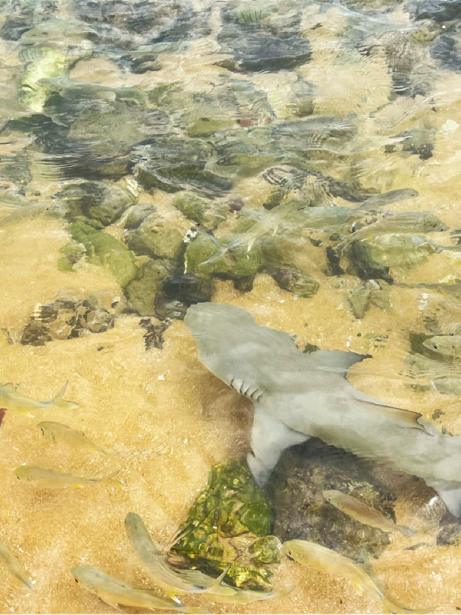 Schwarzspitzenriffhai:  In Hikkaduwa werden Sharks in vielen Restaurant günstig zum Verzehr angeboten. Der Verzehr von Haifleisch ist jedoch weder gesundheitlich noch ökologisch empfehlenswert. Es enthält oft hohe Mengen an Quecksilber und bedroht durch Ü