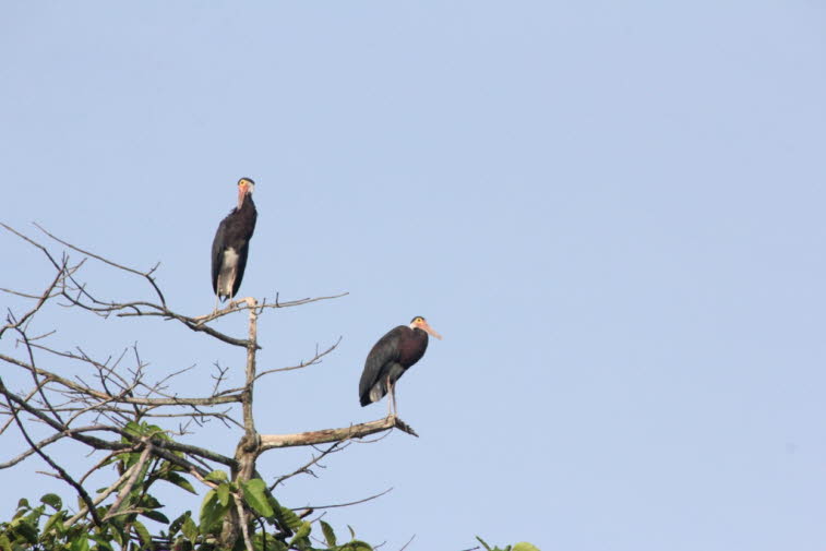 Schwarzstorch in Borneo: Der Schwarzstorch (Ciconia nigra) ist ein großer Vogel aus der Familie der Störche (Ciconiidae). Er wurde erstmals von Carl Linnaeus in der 10. Ausgabe seiner Systema Naturae beschrieben. Mit einer Größe von durchschnittlich 95 bi