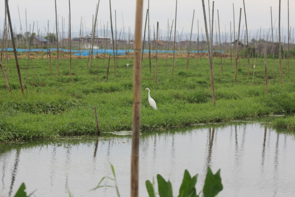 Schwimmende Gärten auf dem Inlesee