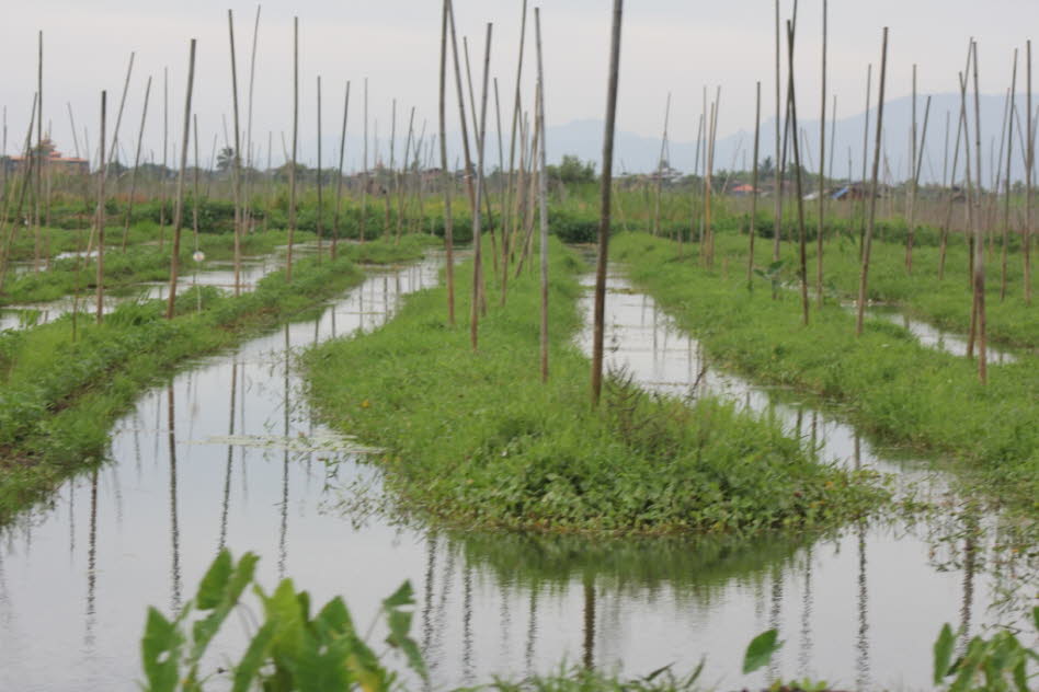 Schwimmende Gärten auf dem Inlesee: Hyazinthen bedecken fast die ganze Wasseroberfläche der Gärten. Auf diese Geflechte werden abgestorbene Pflanzen vom Boden des sehr seichten Sees gepackt, die mit der Zeit zu Erde verrotten, und unterschiedliche Arten v