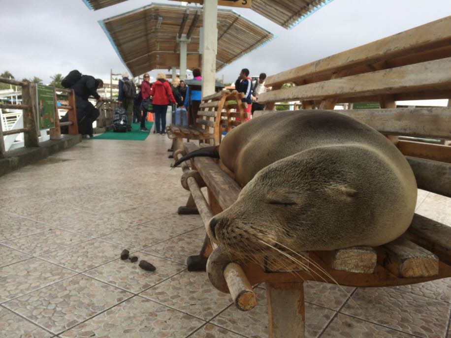 Seelöwe am Bootsanleger auf der Insel Santa Cruz - Der Blaufußtölpel (Sula nebouxii) ist ein tropischer Meeresvogel aus der Gattung Sula innerhalb der Familie der Tölpel (Sulidae). Seinen Namen verdankt er seinen blauen Füßen und seiner scheinbaren Ungesc