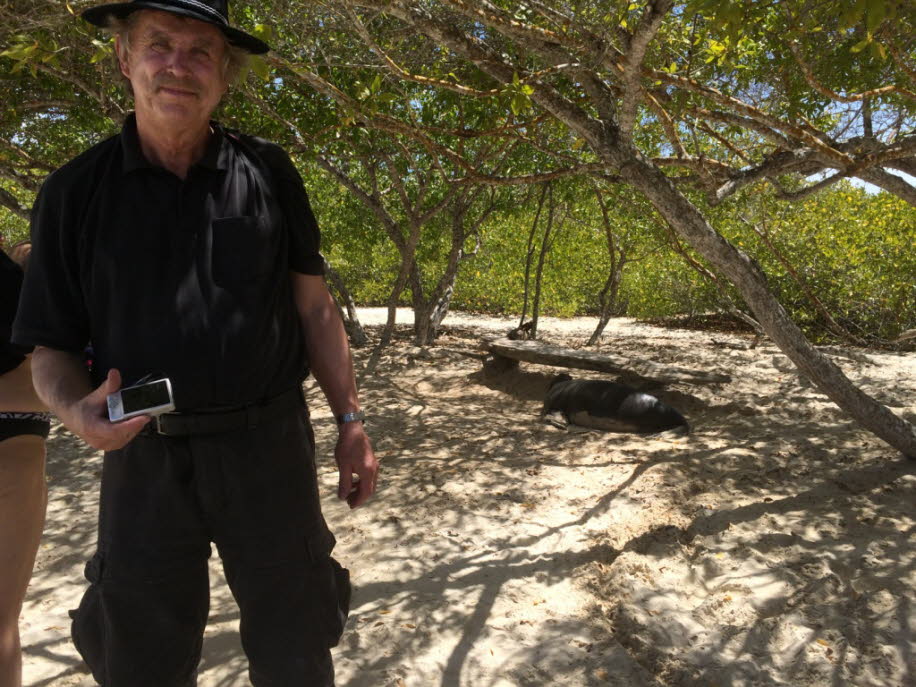 Seelöwe zwischen Badegästen  bei Puerto Villamil Isla Isabela Galapagos