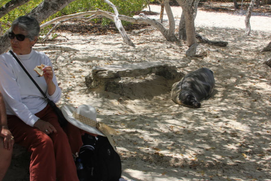 Seelöwe zwischen Badegästen  bei Puerto Villamil Isla Isabela Galapagos (1)