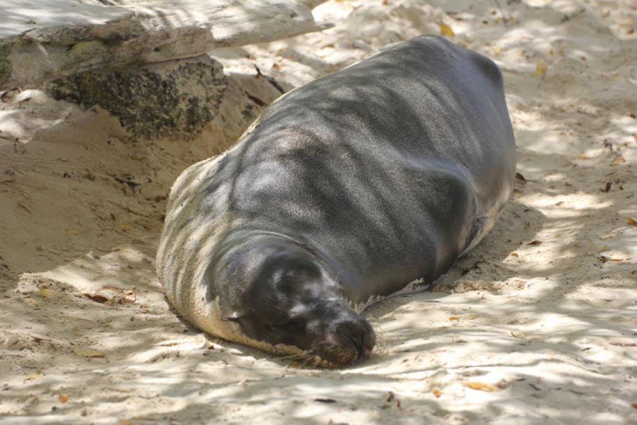 Seelöwe zwischen Badegästen  bei Puerto Villamil Isla Isabela Galapagos (2)