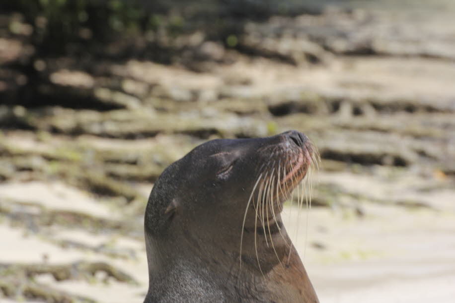 Seelöwe zwischen Badegästen  bei Puerto Villamil Isla Isabela Galapagos (3)