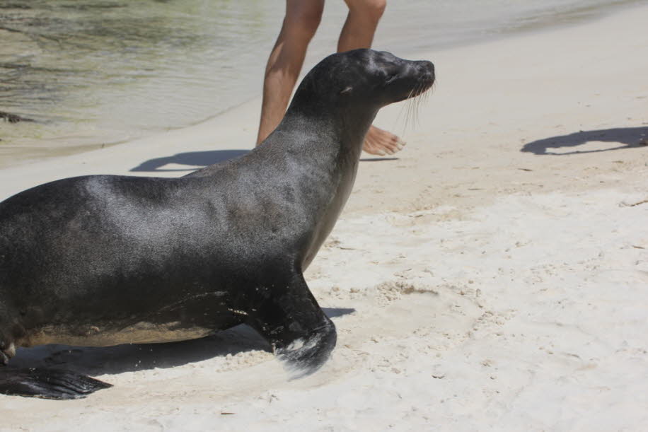 Seelöwe zwischen Badegästen  bei Puerto Villamil Isla Isabela Galapagos (4)