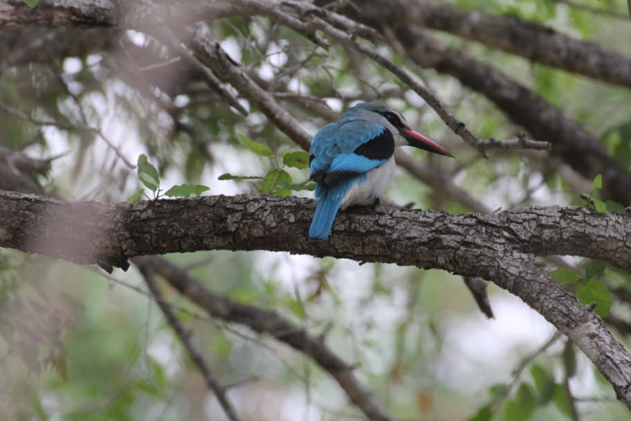 Senegalliest – Woodland kingfisher 