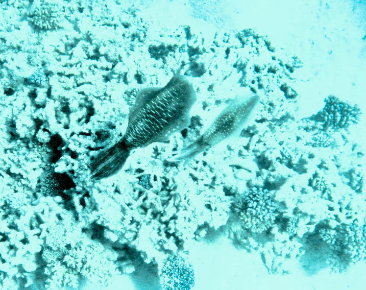 Sepien: Tintenfisch, einer von mehreren marinen Kopffüßern der Ordnung Sepioidea, verwandt mit Oktopus und Tintenfisch und gekennzeichnet durch eine dicke innere verkalkte Schale namens Sepia. Die ungefähr 100 Arten von Tintenfischen sind zwischen 2,5 und