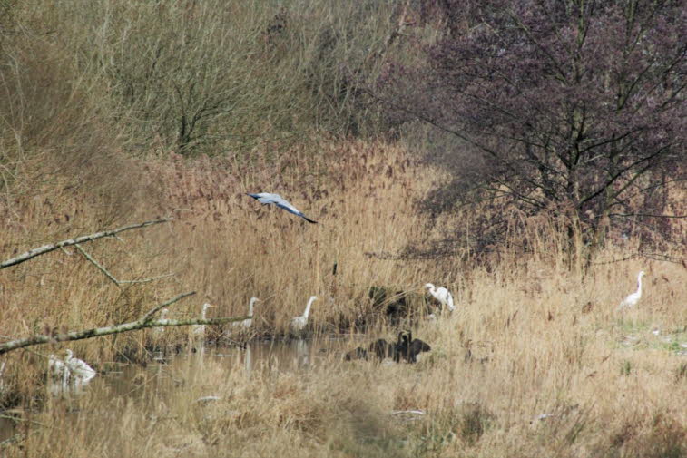 Silberreiher und mehr an der Alten Schwentine bei Perdoel Holstein