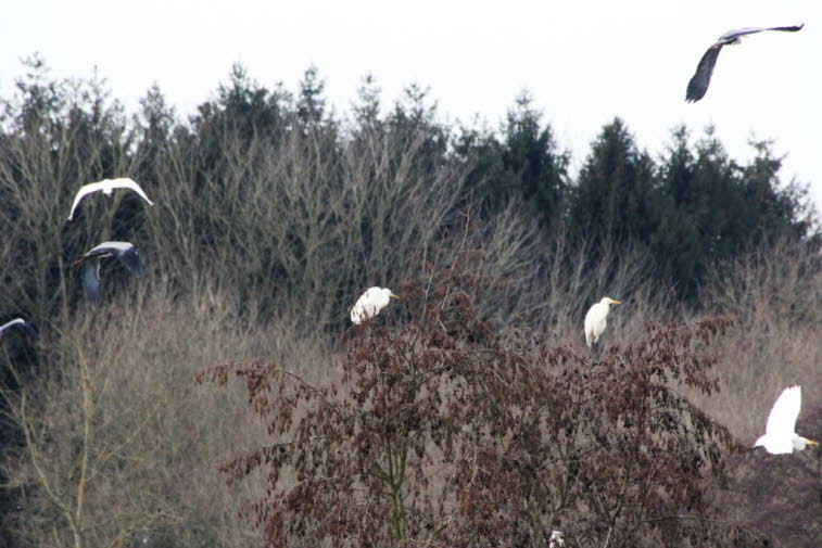 Silberreiher und mehr an der Alten Schwentine bei Perdoel Holstein